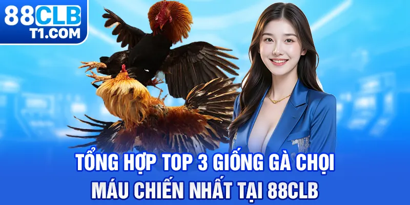 Tổng Hợp Top 3 Giống Gà Chọi Máu Chiến Nhất Tại 88CLB