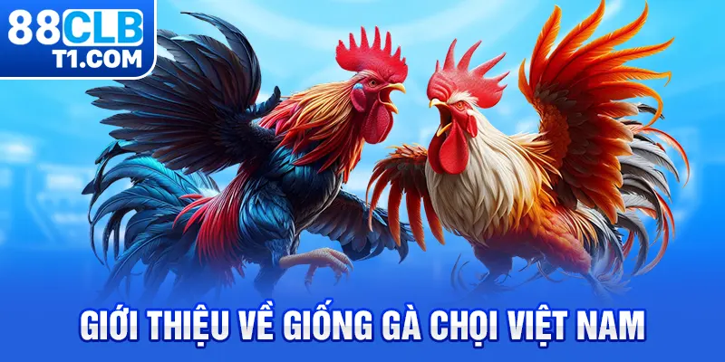 Giới thiệu về giống gà chọi Việt Nam