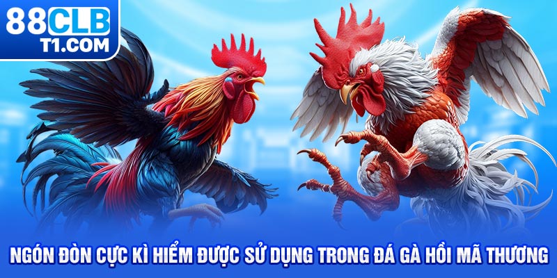 Ngón đòn cực kì hiểm được sử dụng trong đá gà hồi mã thương