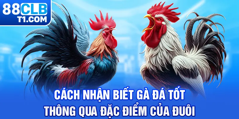 Cách nhận biết gà đá tốt thông qua đặc điểm của đuôi