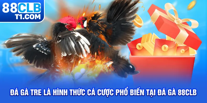 Đá gà tre là hình thức cá cược phổ biến tại đá gà 88CLB