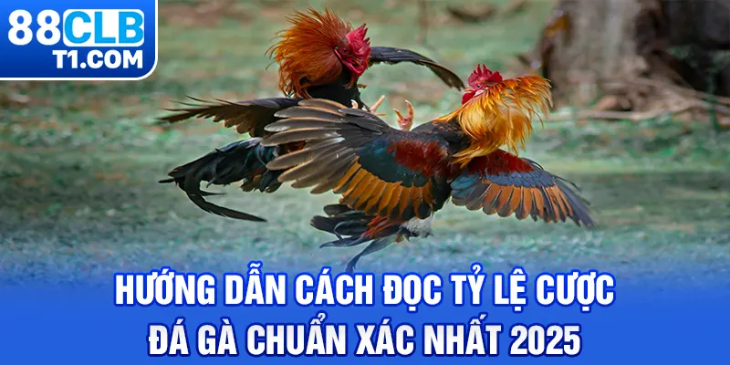 Hướng dẫn cách đọc tỷ lệ cược đá gà chuẩn xác nhất 2025