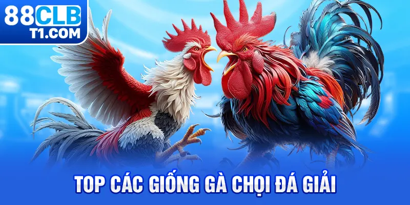 Top các giống gà chọi đá giải