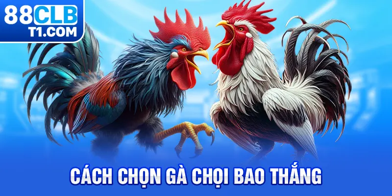 Cách chọn gà chọi bao thắng