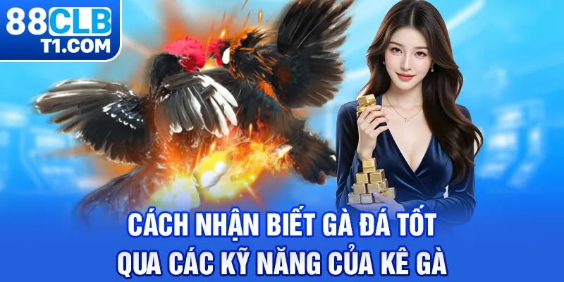 Cách nhận biết gà đá tốt qua các kỹ năng của kê gà