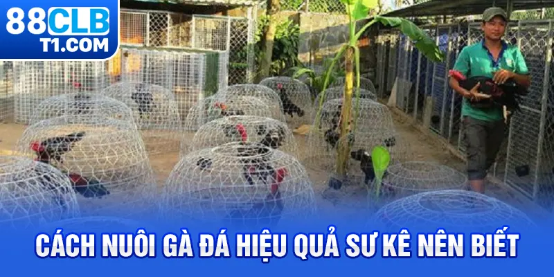 Cách Nuôi Gà Đá Hiệu Quả Sư Kê Nên Biết