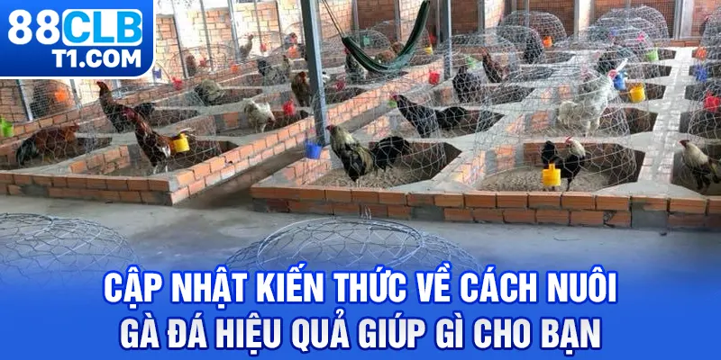 Cập nhật kiến thức về cách nuôi gà đá hiệu quả giúp gì cho bạn